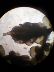 Frullania probosciphora