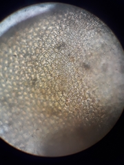 Frullania probosciphora