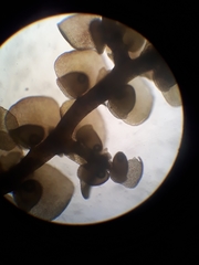 Frullania probosciphora