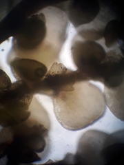 Frullania probosciphora