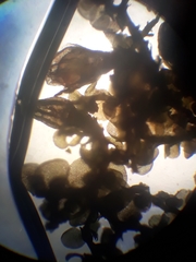 Frullania probosciphora