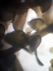 Frullania probosciphora