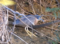 Gorsachius leuconotus