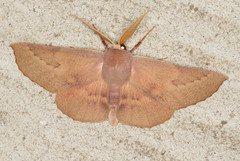 Monoctenia falernaria