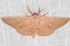 Monoctenia falernaria