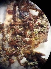 Frullania hodgsoniae