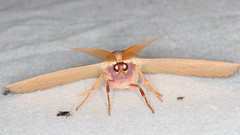 Monoctenia falernaria