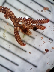 Frullania hodgsoniae