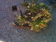 Colobanthus apetalus