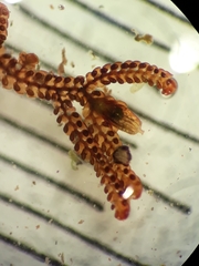 Frullania hodgsoniae