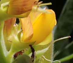 Crotalaria goreensis