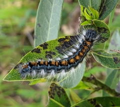 Malacosoma constricta