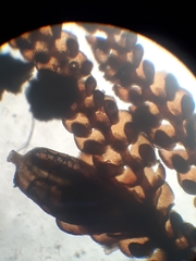 Frullania hodgsoniae