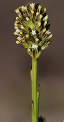 Thesium spicatum