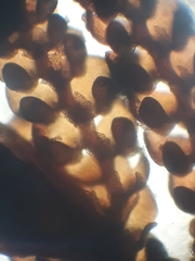 Frullania hodgsoniae