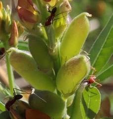 Crotalaria goreensis