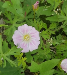Calystegia hederacea