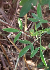 Crotalaria goreensis