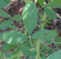 Crotalaria goreensis