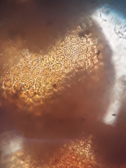 Frullania hodgsoniae