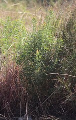 Crotalaria goreensis