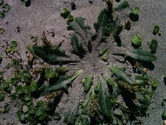 Plantago triantha