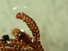 Frullania hodgsoniae