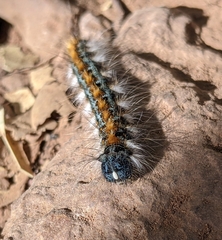 Malacosoma constricta