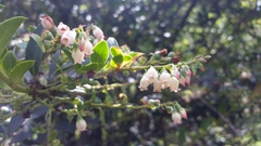 Vaccinium meridionale