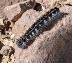 Malacosoma constricta