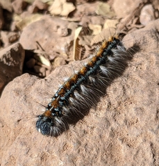 Malacosoma constricta