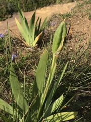 Iris lutescens subbiflora