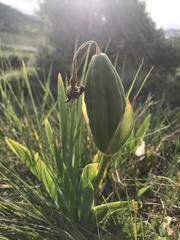 Iris lutescens subbiflora