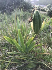 Iris lutescens subbiflora