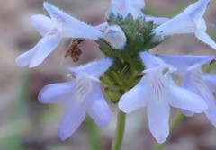 Hemiarrhena plantaginea