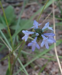 Hemiarrhena plantaginea