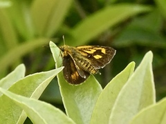 Ampittia virgata