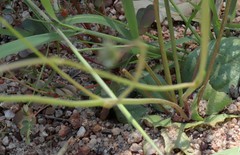 Hemiarrhena plantaginea