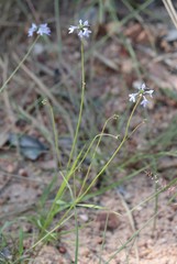 Hemiarrhena plantaginea