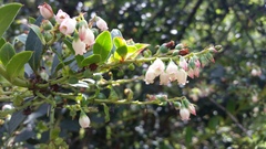 Vaccinium meridionale