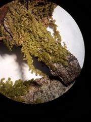 Frullania ptychantha