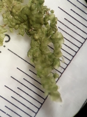 Frullania ptychantha