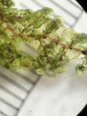 Frullania ptychantha