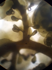 Frullania ptychantha