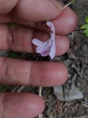 Viola dissecta