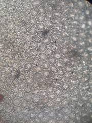 Frullania ptychantha