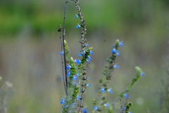 Salvia uliginosa