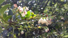 Vaccinium meridionale