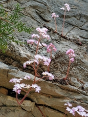 Oresitrophe rupifraga