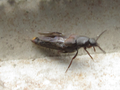 Aleochara